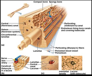 Osteon and bone canals