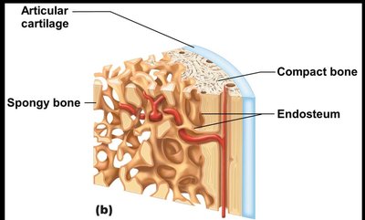 Spongy bone structure