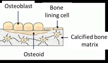Bone composition and growth arrest lines