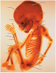 Ossification centers in fetal development