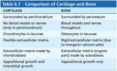 Comparison of cartilage and bone
