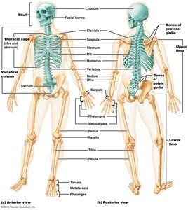 Axial and appendicular skeleton