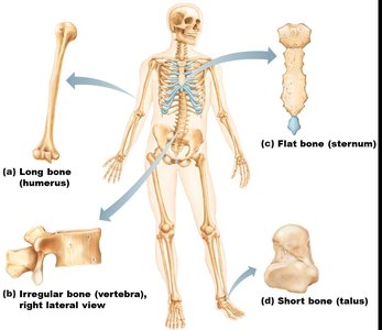 Classification of bones by shape