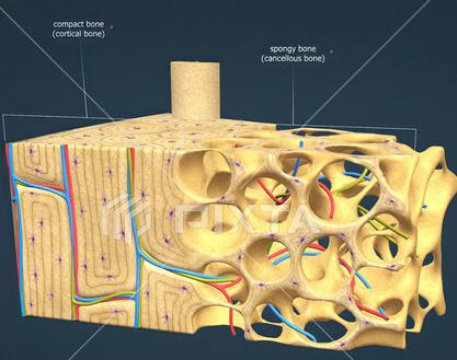 Spongy bone in flat bones