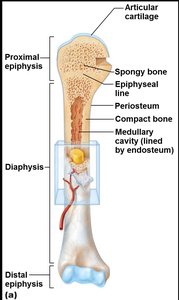Structure of a long bone
