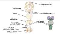 Diagram of motor pathway through brainstem and spinal cord