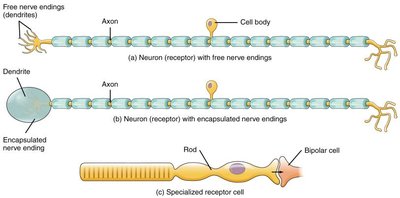 Diagram of encapsulated nerve endings