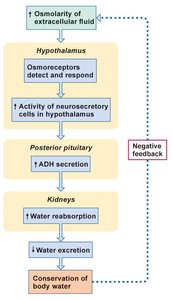 ADH regulation by osmolarity