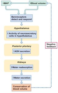 ADH regulation by blood volume