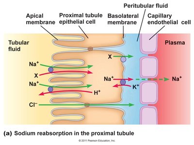 Sodium reabsorption in the proximal tubule