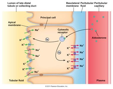 Aldosterone mechanism in sodium reabsorption