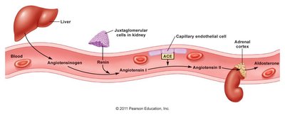 RAAS pathway