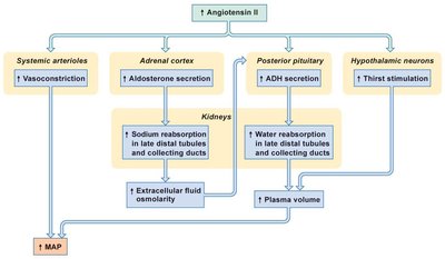 Effects of angiotensin II on blood pressure