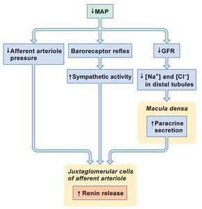 Renin release regulation