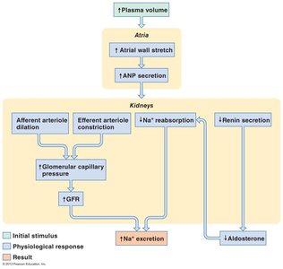 ANP regulation of sodium excretion