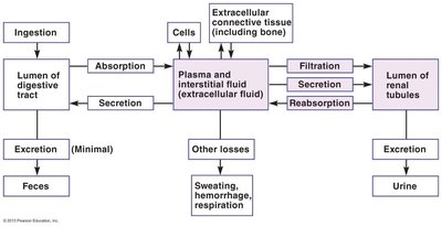 Material exchanges affecting plasma content