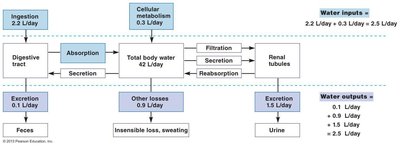 Water input and output balance