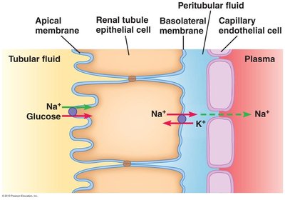 Na+ and water reabsorption in the proximal tubule