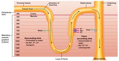 Medullary osmotic gradient in the loop of Henle