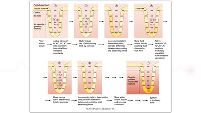 Countercurrent multiplier mechanism