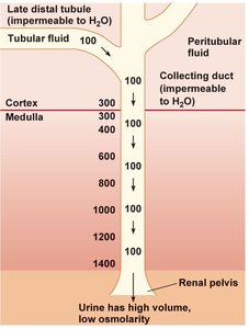 Urine formation with impermeable collecting duct
