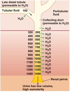 Urine formation with permeable collecting duct