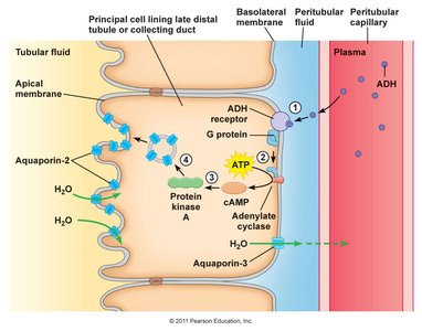 ADH mechanism for water reabsorption