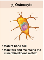 Osteocyte cell illustration
