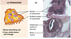 Osteoclast cell illustration and micrograph