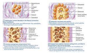 Steps of intramembranous ossification