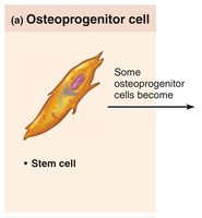 Osteoprogenitor cell illustration