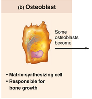 Osteoblast cell illustration