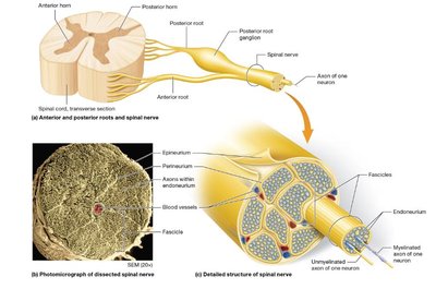 Functional overview of the PNS