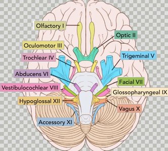 Cranial nerves and their origins