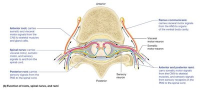 Function of roots, spinal nerve, and rami