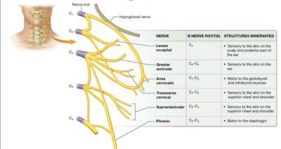 Cervical plexus nerves and innervation