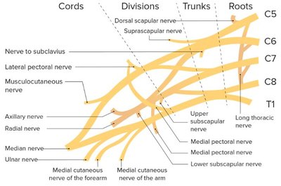 Brachial plexus structure