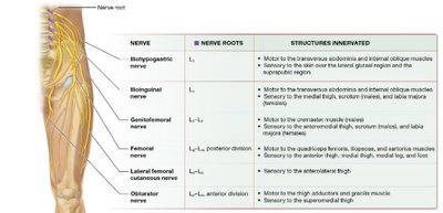 Lumbar plexus nerves and innervation