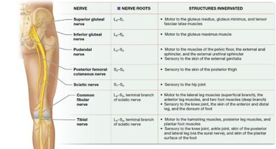 Sacral plexus nerves and innervation