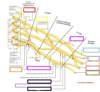 Brachial plexus labeling practice