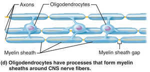 Oligodendrocytes forming myelin sheaths in CNS
