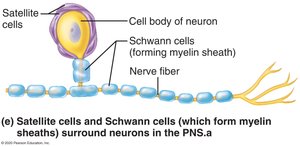 Satellite cells in PNS