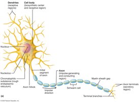 Dendrites as input region of neuron