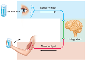 Diagram of sensory input, integration, and motor output