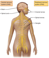 Diagram showing CNS and PNS in the human body