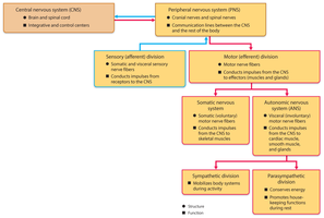 Organization chart of the nervous system
