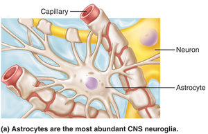 Astrocyte supporting neurons and capillaries