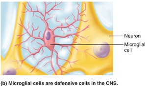 Microglial cell in CNS