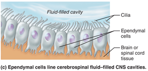 Ependymal cells lining CNS cavities