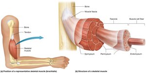 Structure of a skeletal muscle showing connective tissue layers
